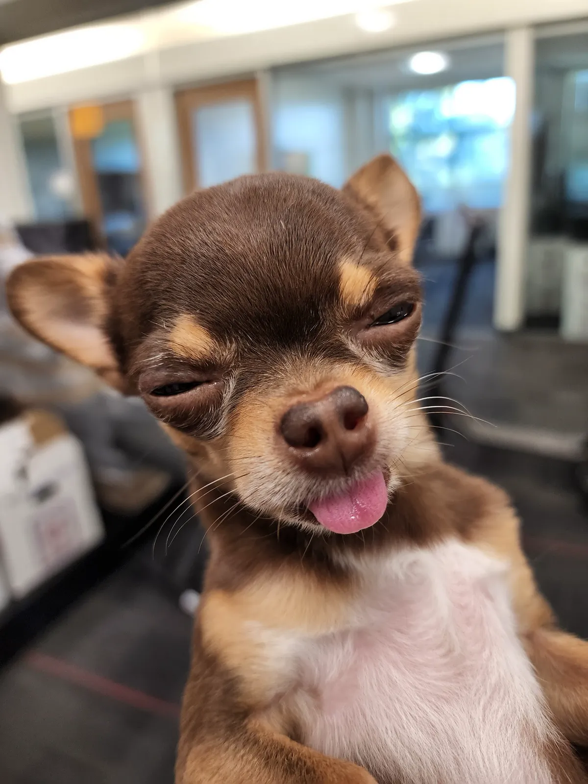Snuffles squinting with the tip of his tongue out