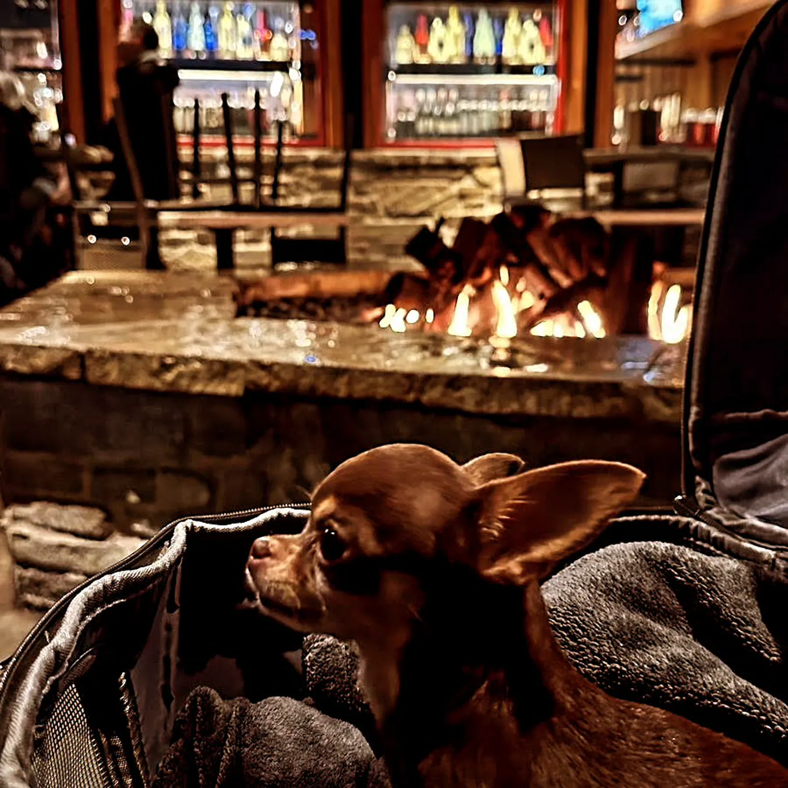Snuffles in a carrier beside a fireplace at night