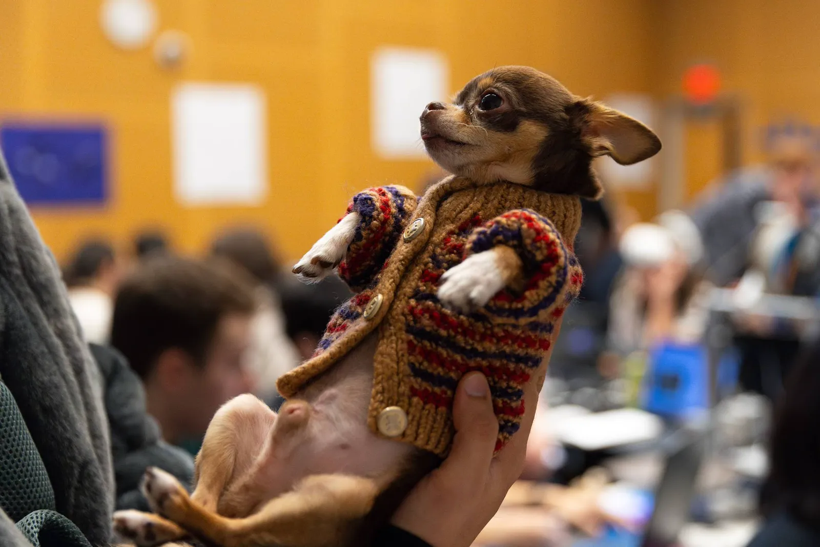 Snuffles in a knit sweater held up over a hackathon floor