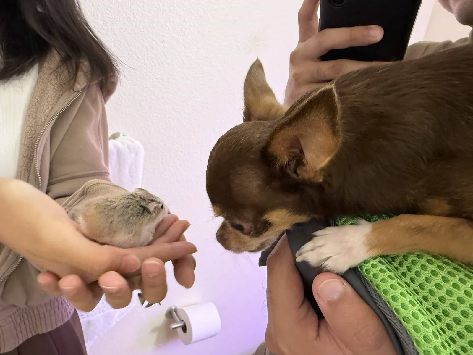 Snuffles gently meeting a hamster held in someone's hands