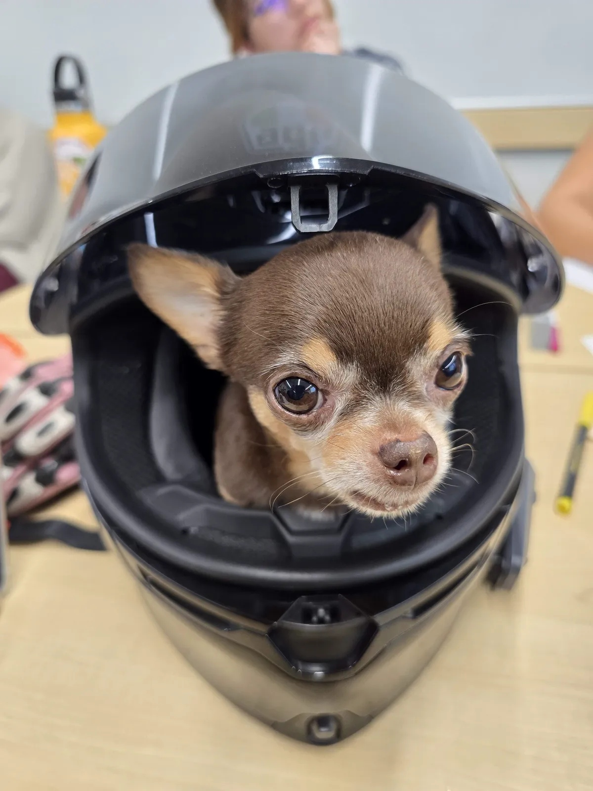 Snuffles sitting inside a motorcycle helmet