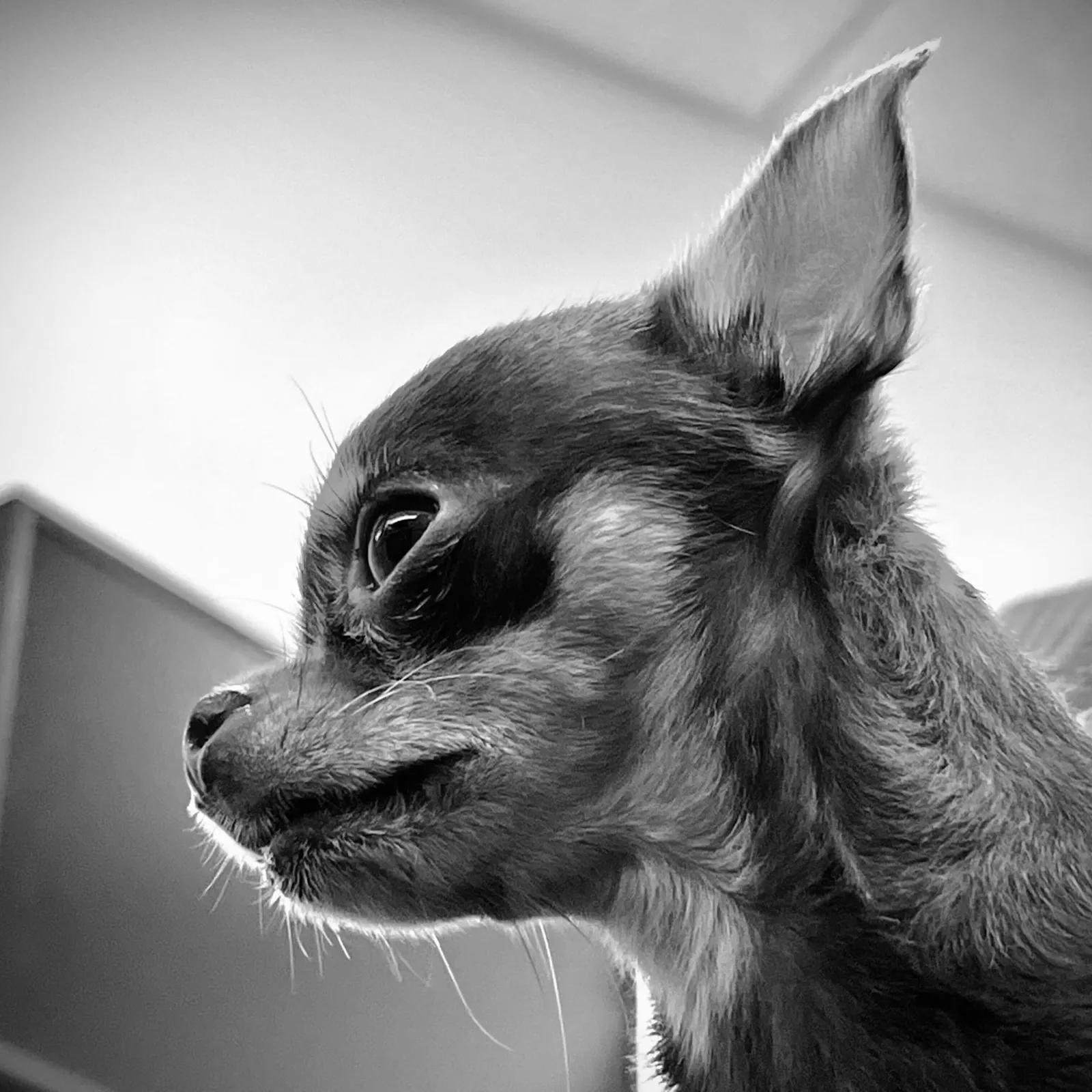 Black and white profile portrait of Snuffles