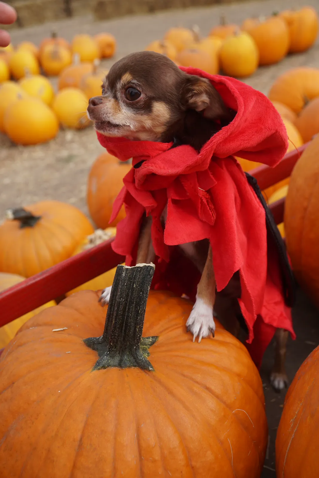 Snuffles in a red hood standing on pumpkins at a pumpkin patch