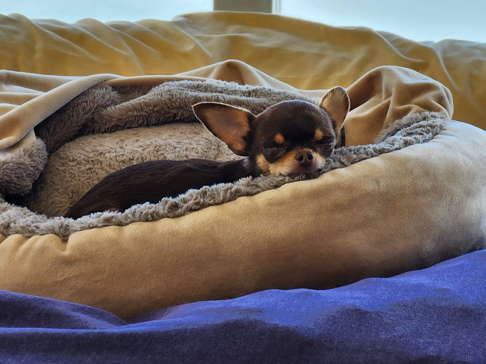 Snuffles curled up in a dog bed