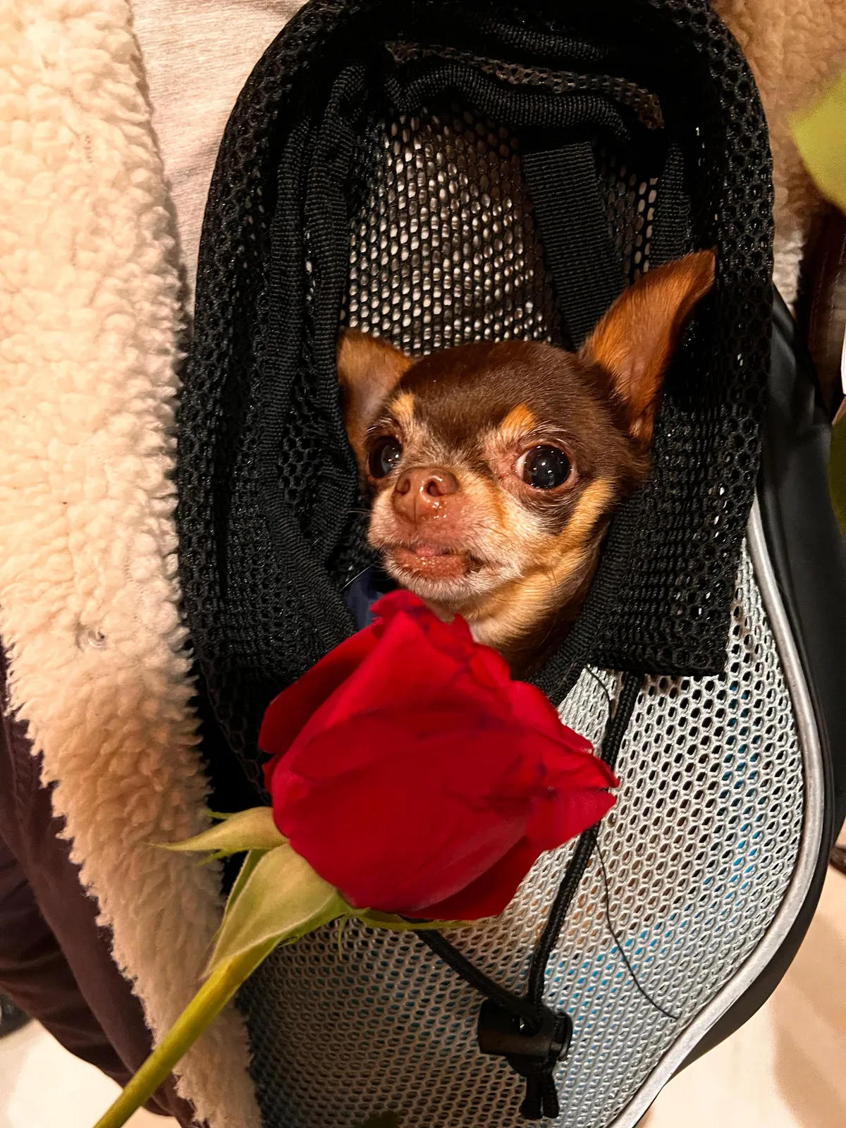 Snuffles peeking out of a carrier next to a red rose