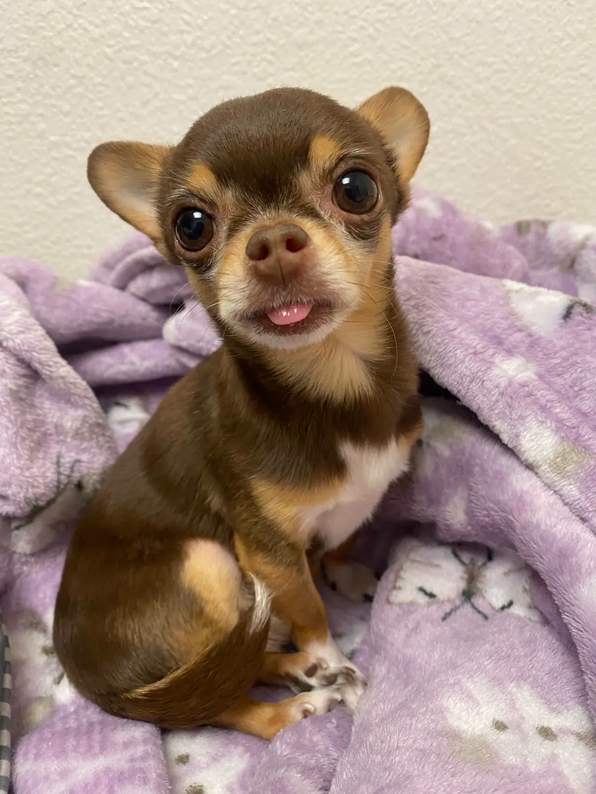 Snuffles sitting upright on a purple blanket