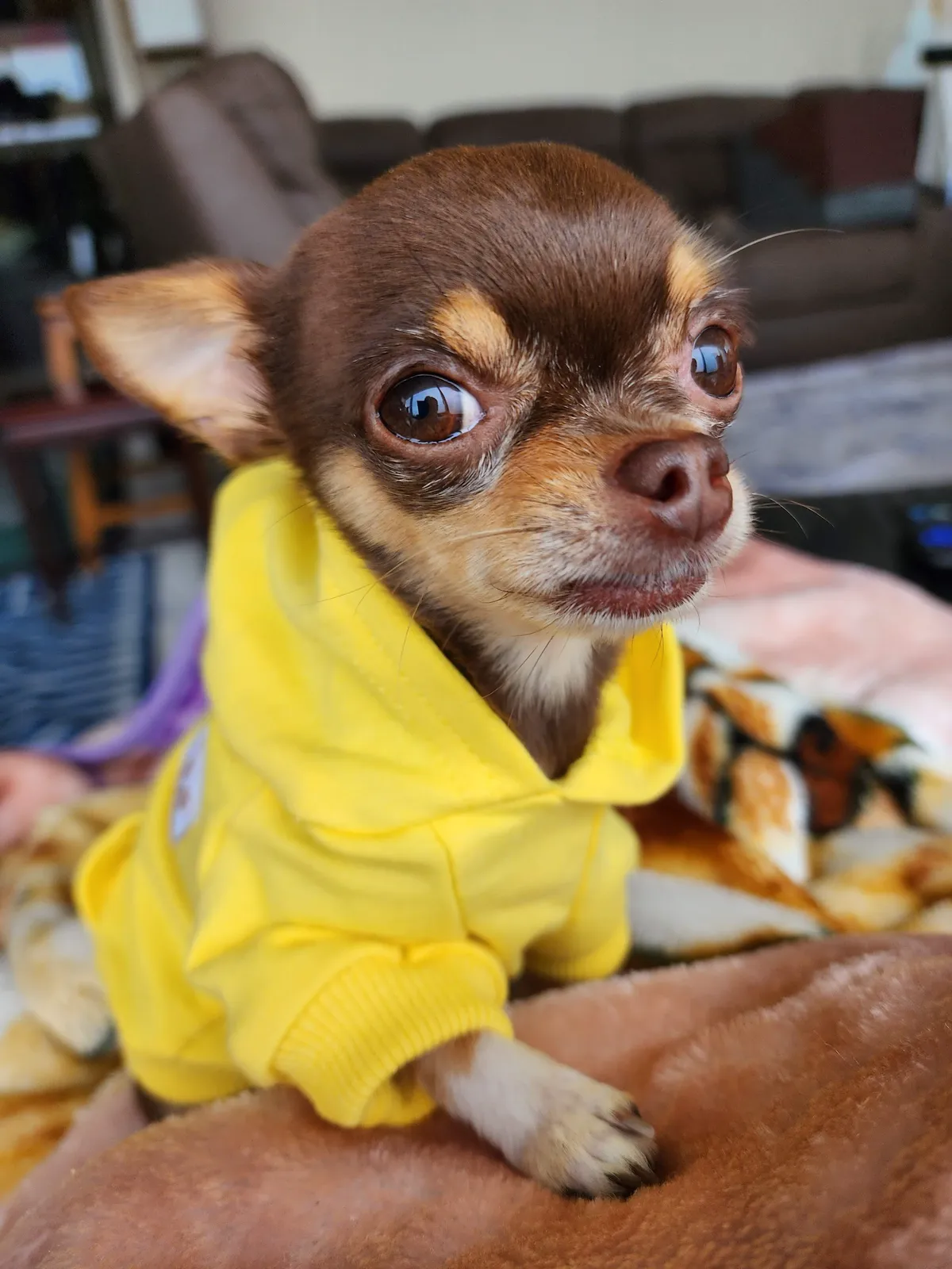 Snuffles wearing a yellow hoodie